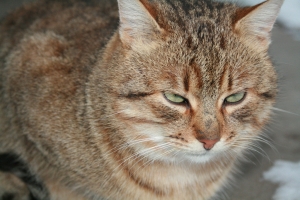 Unamused cat